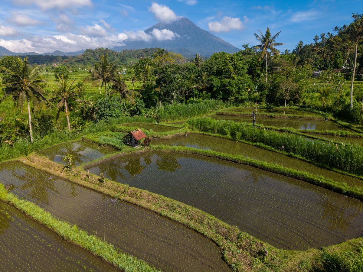 Rice terraces and mountains in Bali, illustrating the landscape of community resilience
