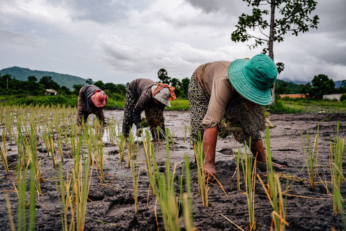 Farmers planting rice in Cambodia, illustrating community agricultural livelihoods