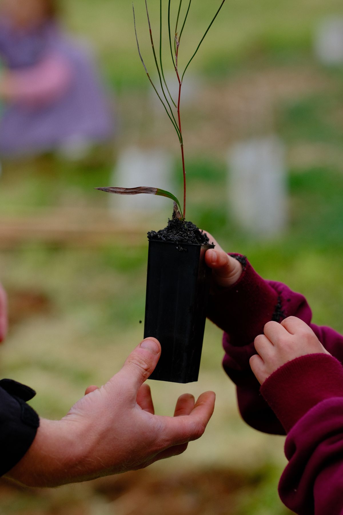 A child and an adult holding a tree seedling, illustrating shared participation in climate action